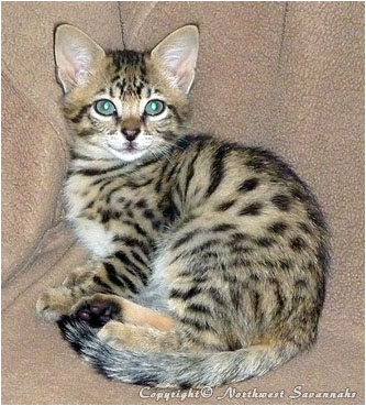 F2 Savannah Kitten - Ruwa