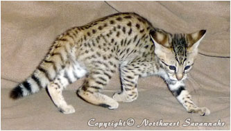 F2 Savannah Kitten - Aila