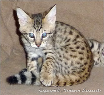 F2 Savannah Kitten - Aila
