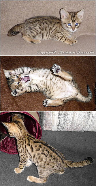 F2 Savannah Kitten - Machka