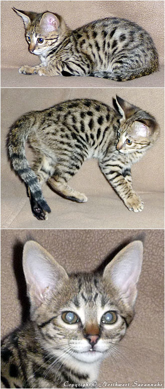 F2 Savannah Kitten