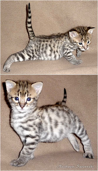 F2 Savannah Kitten