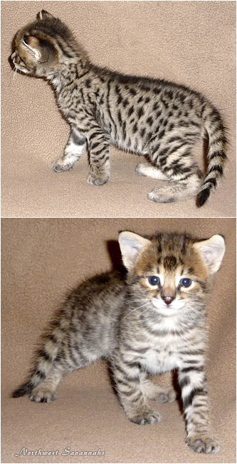 F2 Savannah Kitten - Liam