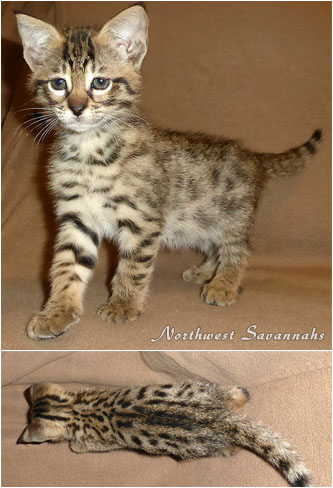 F2 Savannah Kitten - 1