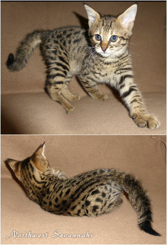F2 Savannah Kitten - 1