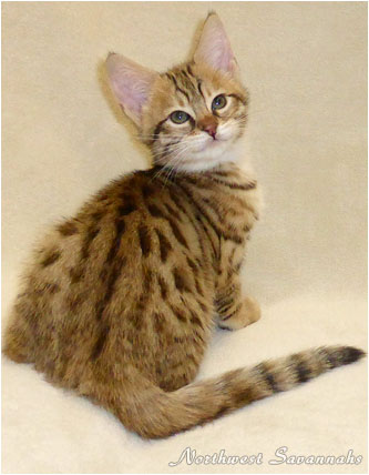 F2 Savannah Kitten 