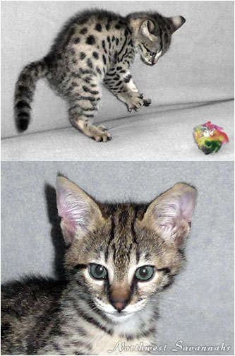 F2 Savannah Kitten 