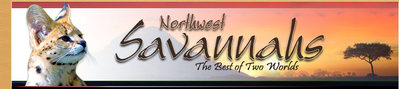 Northwest Savannahs - F1 and F2 Savannah Cats