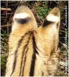 ocelli marked ears - African Serval