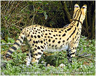 3/4 length tail - African Serval