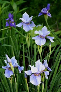 Blue & Yellow1a Irises.JPG