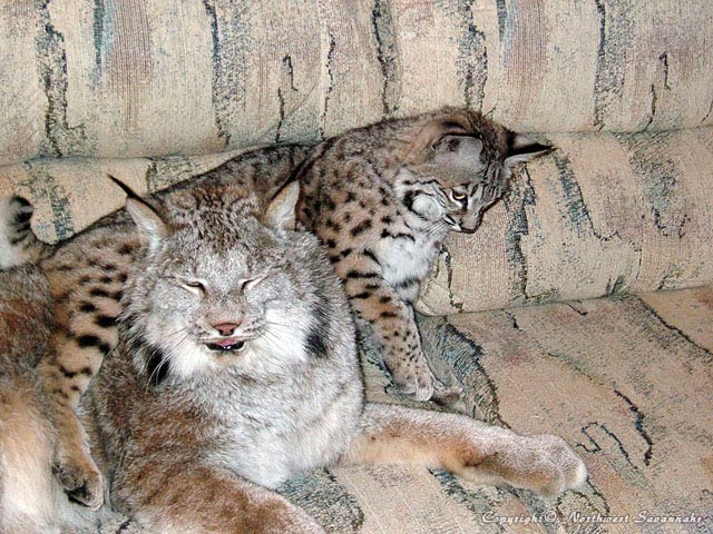 Cisco & Molly - Canadian Lynx & Bobcat