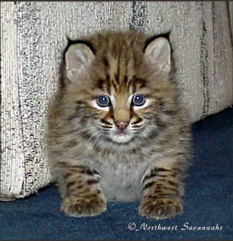 Milo - Rocky Mountain Bobcat