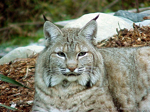 Kobi - Montana Blue (Rocky Mountain) Bobcat